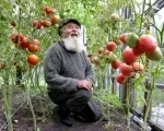 Набережні Човни Десять секретів вирощування помідорів набережні