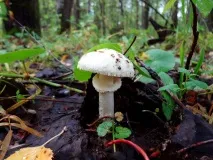 Мухомор білий фото та опис мухомор
