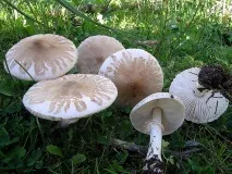 Мухомор білий фото та опис білий