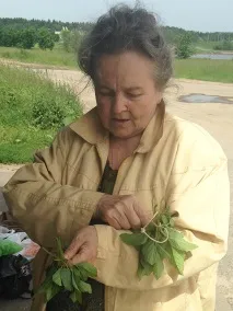 Чи можна в Мінську заробити на дикорослих лікарських травах можна
