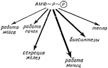 біологічне