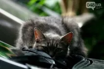 одеських