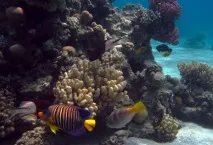 Підводний світ червоного моря червоного