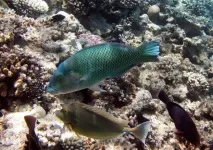 Підводний світ червоного моря червоного