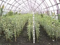 Оптимізація схеми посадки саджанців у плодовому розпліднику - Журнал «Сільськогосподарські Вісті» оптимізація