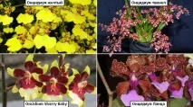 oncidium