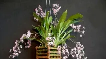 oncidium