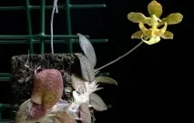 oncidium