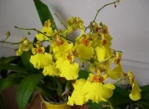 oncidium