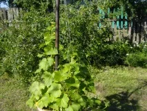 Опора для огірків своїми руками робимо із підручного матеріалу опора