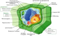 Особливості рослинної клітини клітини