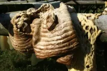 Від сокудо матраца гівеї
