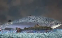 капуста