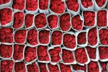 Перевезення квітів, рослин великих та маленьких у температурному режимі рослин