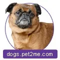 Розплідник собак Kennel Imgosbull kennel