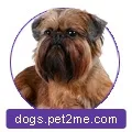 Розплідник собак Kennel Imgosbull собак