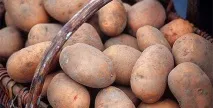 Чому картопля на Кубані в сім разів дорожча, ніж у середній Україні - Сільгосппортал разів