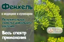 Плоди фенхелю – користь та способи використання способи