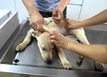 Піроплазмоз у собак діагностика, лікування, профілактика діагностика