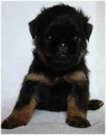 Розплідник собак Kennel Imgosbull розплідник