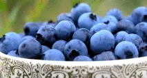 Корисні властивості лохини властивості