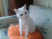 Поки світ підкорюють котики, ми з собакою теж непогано проводимо час) світ