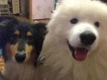 Поки світ підкорюють котики, ми з собакою теж непогано проводимо час) підкорюють