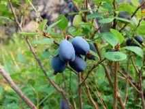 Корисні властивості лохини властивості