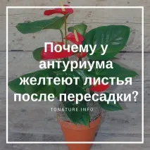 Чому в антуріуму жовтіє листя після пересадки чому