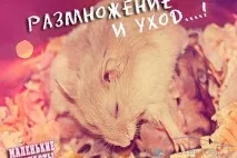 Ознаки вагітності у самки хом’яка - відповіді та поради на твої запитання самки