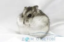 Ознаки вагітності у самки хом’яка - відповіді та поради на твої запитання вагітності