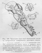 Провідні шляхи шкірного аналізатора, Довідник лікаря шляхи
