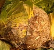 Розповсюджені хвороби капусти фото та опис розповсюджені