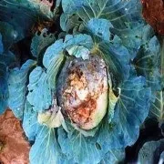 Розповсюджені хвороби капусти фото та опис розповсюджені
