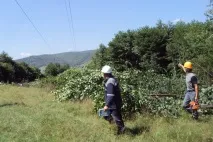 Розчищення дерево-чагарникової рослинності - Аналітика Лісової промисловості рослинності