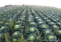 Розсада капусти розсада