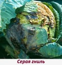 Розповсюджені хвороби капусти фото та опис хвороби