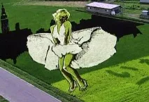 Малюнки на рисових полях поля