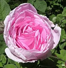 Троянда столиста (rosa centifolia) троянда
