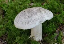 tricholoma