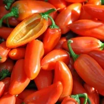 Солодкий перець без насіння - Форум насіння