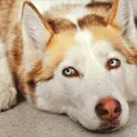 Собака - друг чи недруг, собака в будинку, особливості виховання собаки в домашніх умовах, недруг