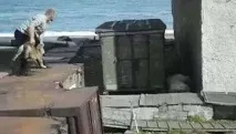 Собаку кинули на поживу ведмедеві для порятунку жінки порятунку
