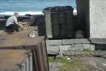 Собаку кинули на поживу ведмедеві для порятунку жінки ведмедеві