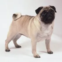 Собака породи Мопс, GetPet породи