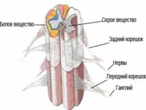 патология