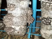 Тепличне вирощування гливи (Частина 1) тепличне
