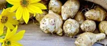 Топінамбур як вживати при цукровому діабеті, рецепти, користь топінамбур