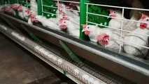 Затверджено порядок видачі ліцензій на ввезення до України м’яса без квоти - РИА Новости порядок