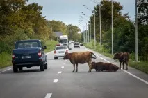 В Абхазію машиною машиною